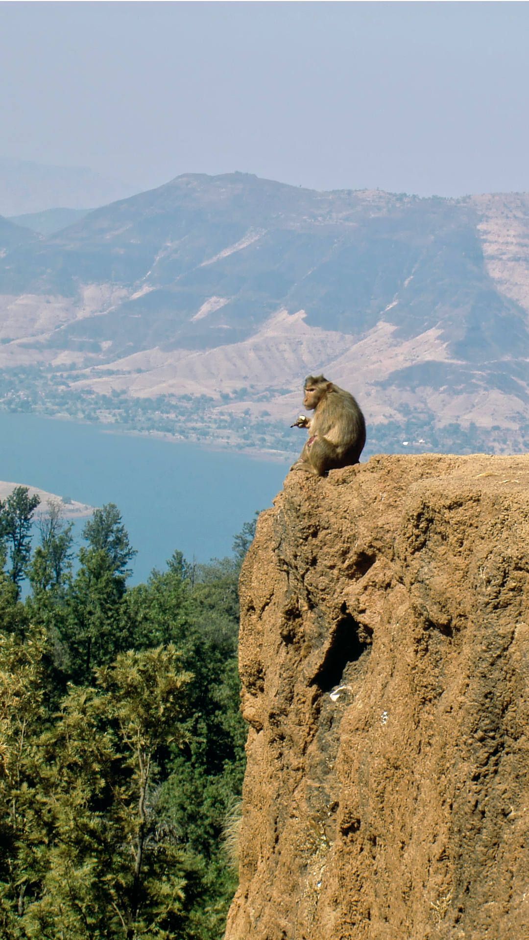 Ein Affe auf dem Felsvorsprung des Tablelands von Panchgani. Im Hintergrund abgebranntes Wiesland an Bergflanken, die gute Thermik-Trigger sind.