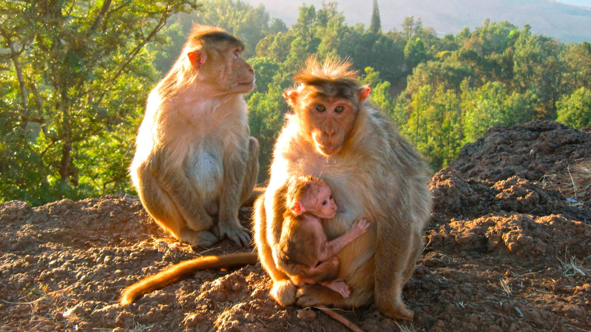 Eine Affen-Elternpaar mit ihrem kleinen an die Mutter klammernden Affenbaby auf dem Tableland von Panchgani.